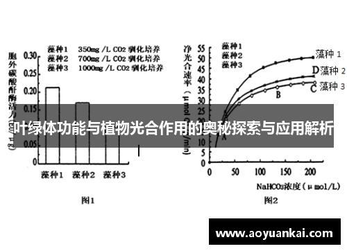 叶绿体功能与植物光合作用的奥秘探索与应用解析